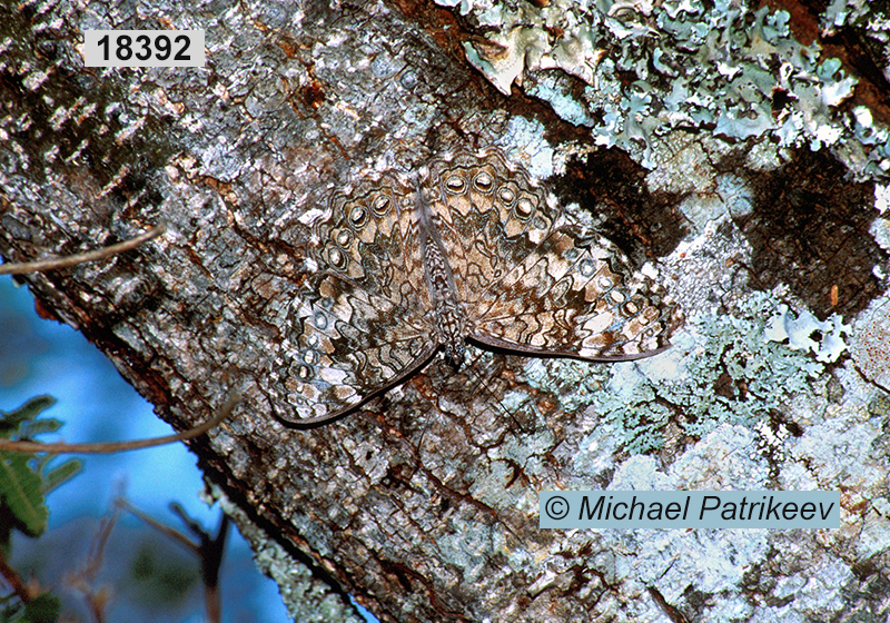 Gray Cracker (Hamadryas februa) 